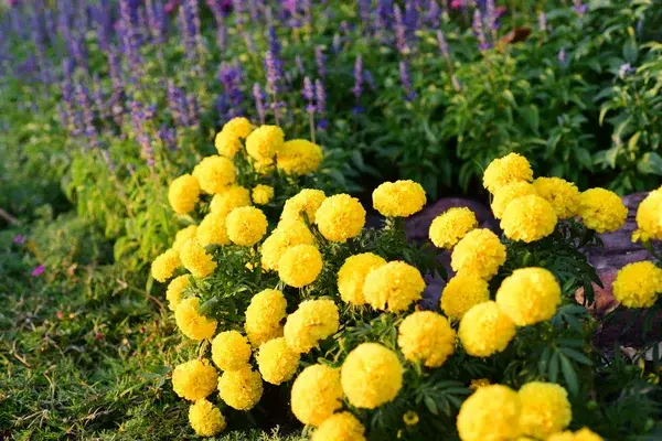 Depositphotos 324252516 stock photo view colorful flowers growing garden