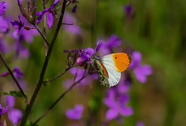 Depositphotos 753126836 stock photo butterfly macrocharis cardamineso photography nature
